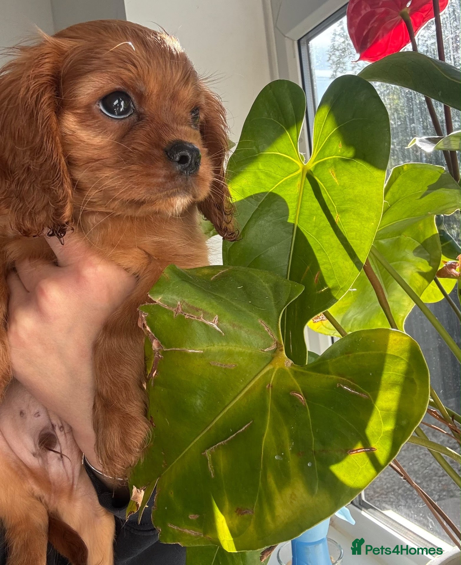 Cavalier King Charles Spaniel dogs Beautiful health tested puppies 💙 - Advert 2