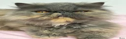 Persian cats for sale: Gccf registered active female Persian  - Advert 3