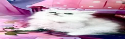 Persian cats for sale: Stunning silver chinchilla boy last one ready now  - Advert 3