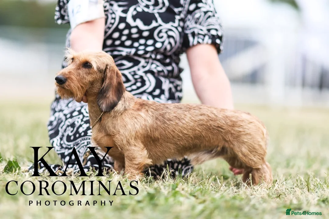 Miniature Dachshund dogs for stud: Beautiful shaded red mini wire for stud - Advert 1