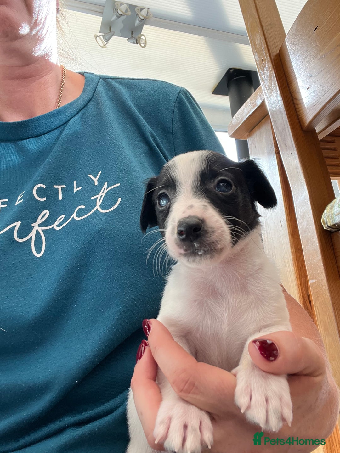 Jack Russell dogs for sale: Stunning little boys and girls - Image 2