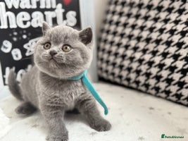 British Shorthair cats Adorable British Shorthair - Advert 10