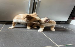 French Bulldog dogs for sale: Fluffy Husky Boy Carrying Pink - Image 6