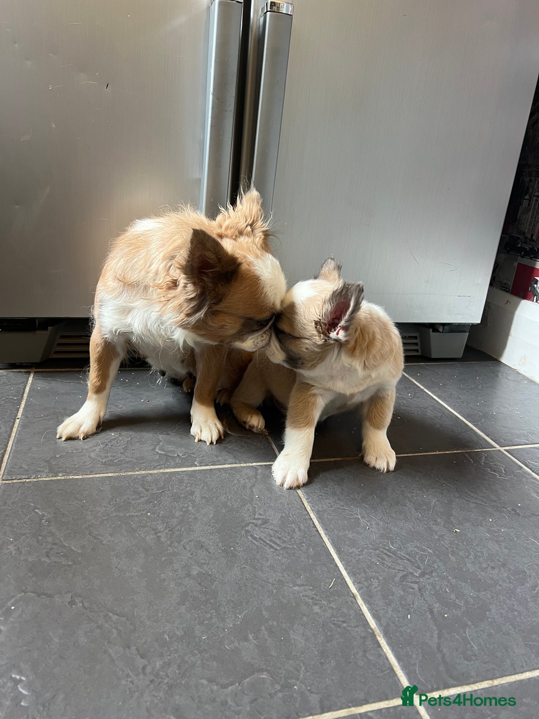 French Bulldog dogs for sale: Fluffy Husky Boy Carrying Pink - Image 6