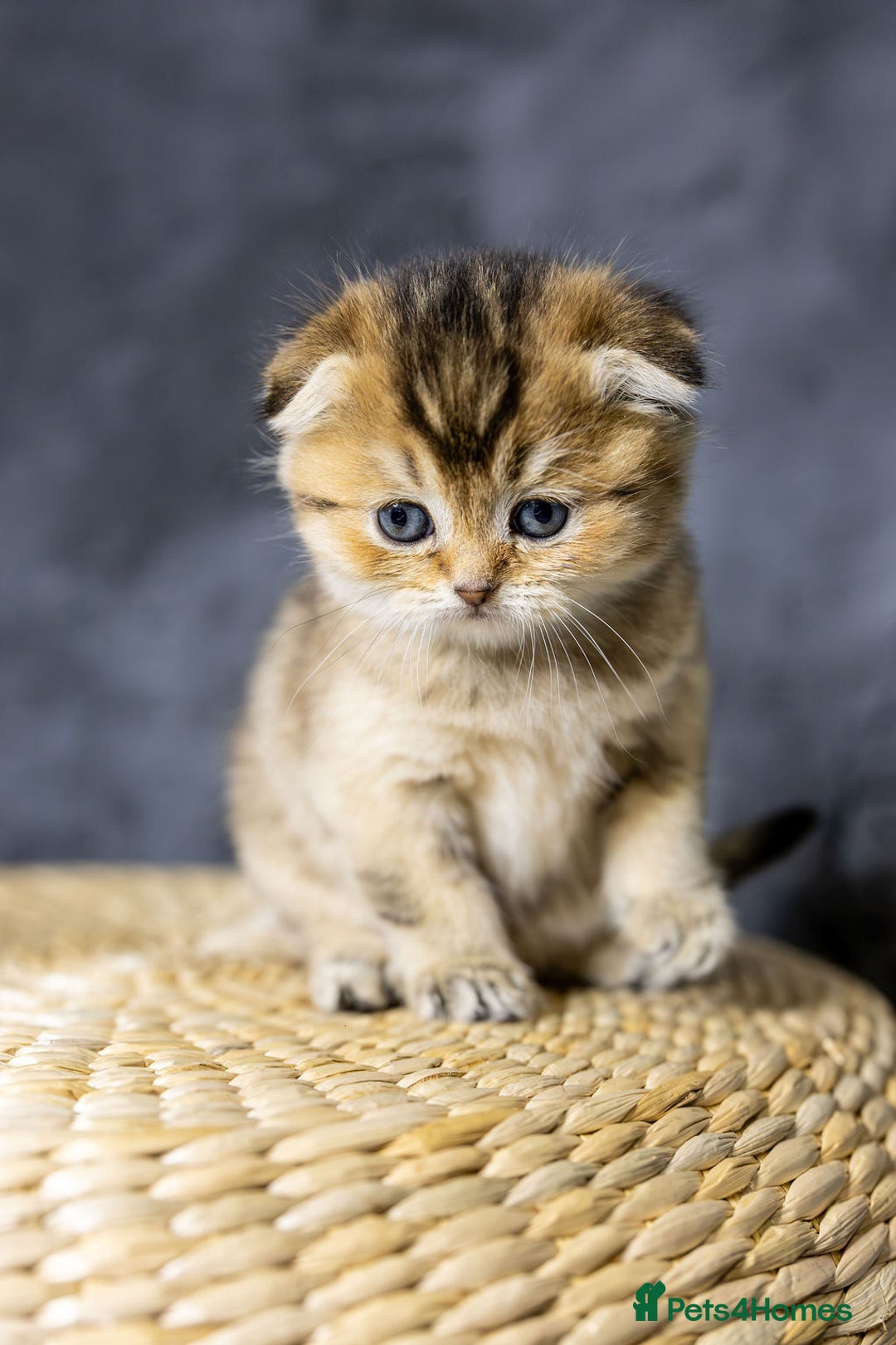 Scottish Fold cats for sale: Premium Rare Black Gold Scottish Fold Kittens - Advert 12