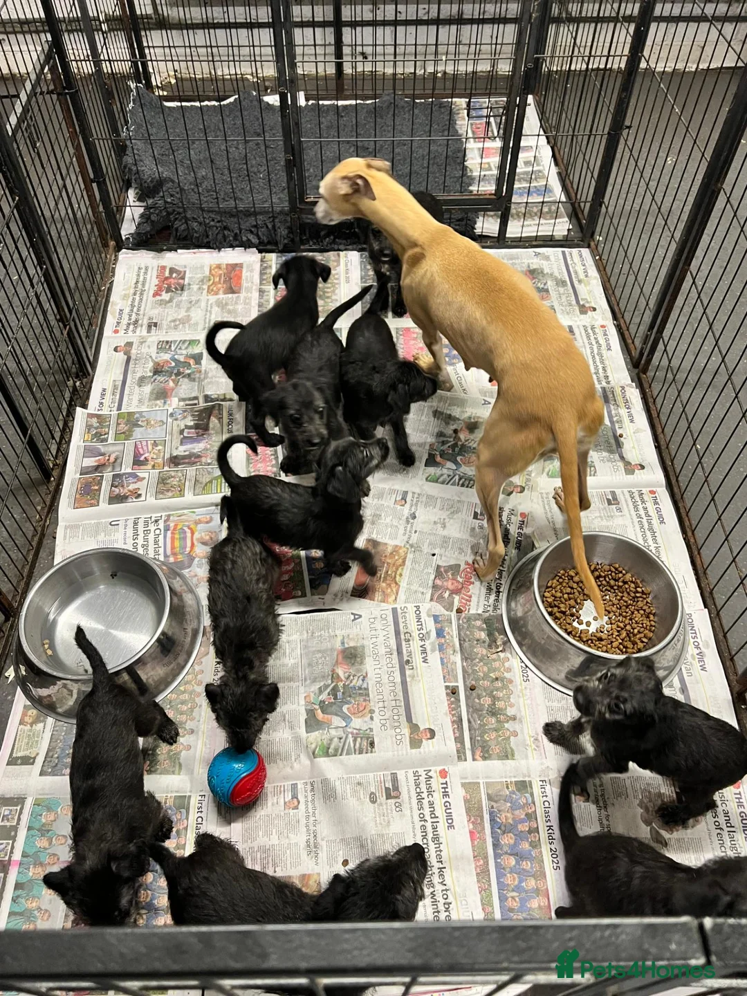 Bedlington Terrier dogs for sale: Top Quality F1 Bedlington x Whippet Puppies - Advert 13