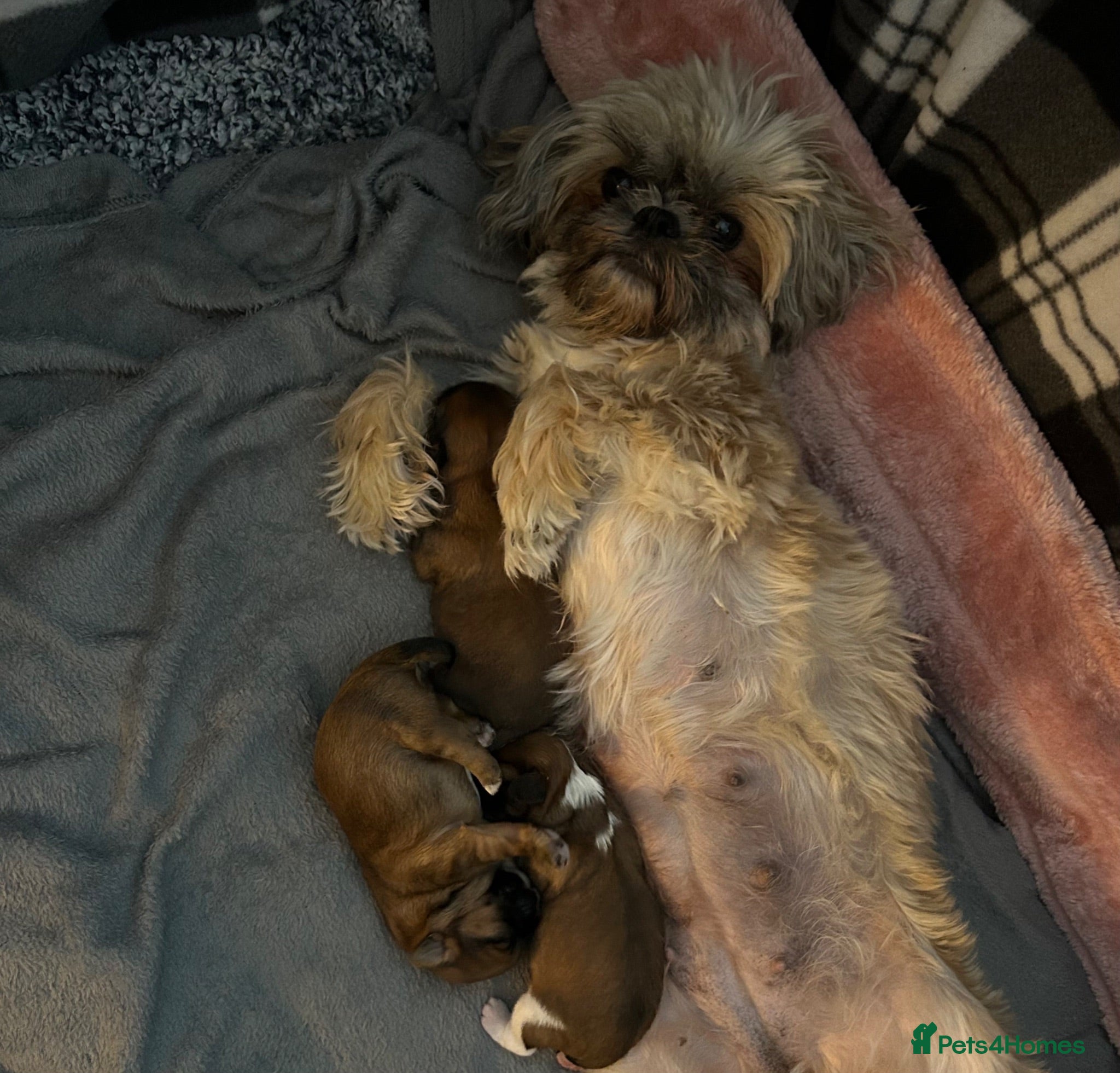 Shih Tzu dogs 2 girls 1 boy available - Advert 10