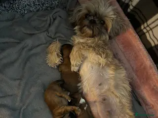 Shih Tzu dogs 2 girls 1 boy available - Advert 9