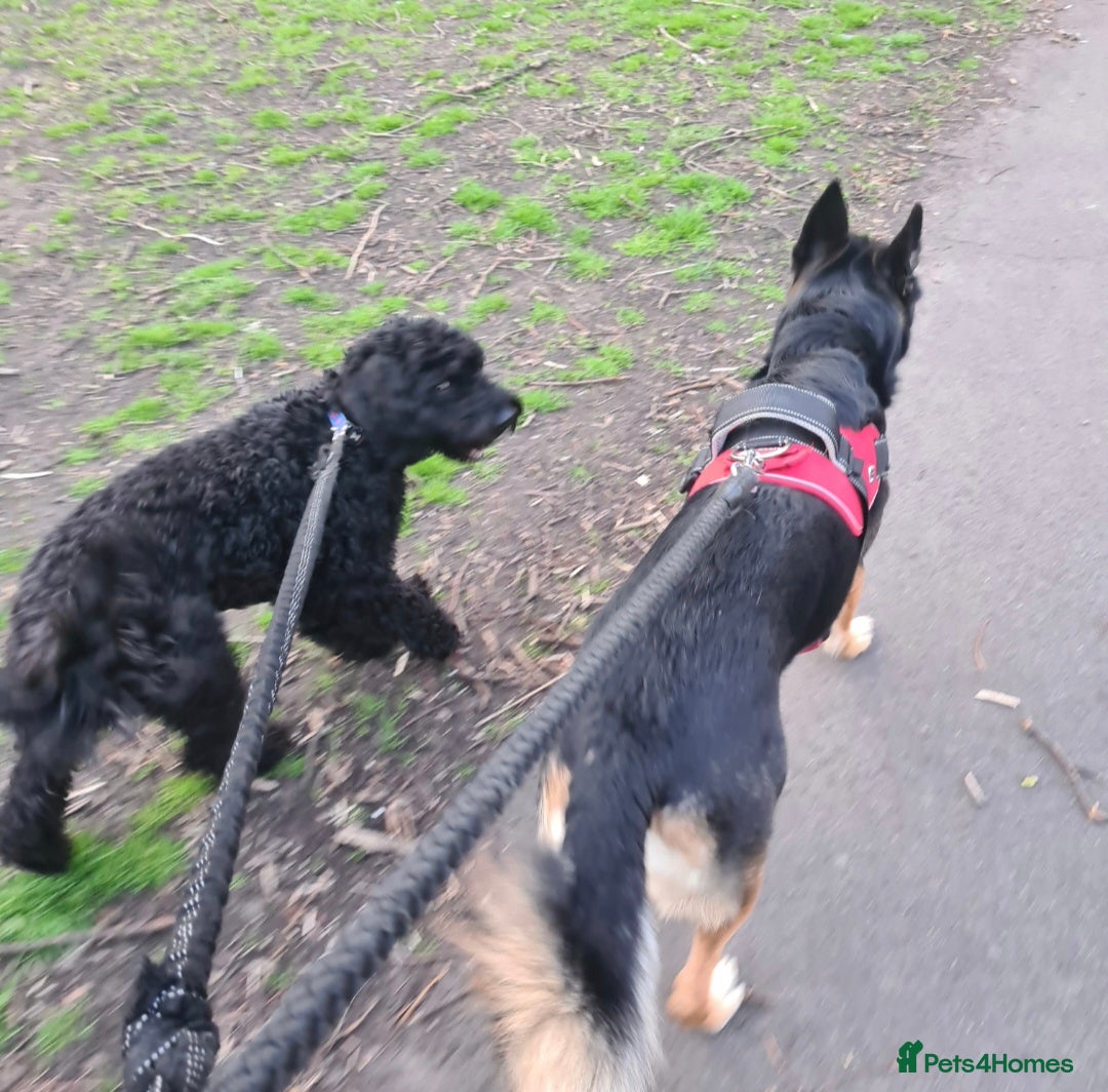 German Shepherd dogs for sale: Gsd x Rottweiler x Deerhound - Marley 💕 - Advert 12