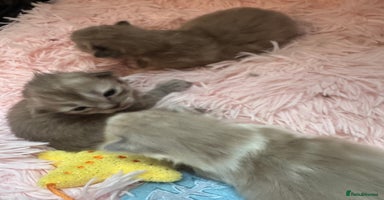 Ragdoll cats - Advert 6