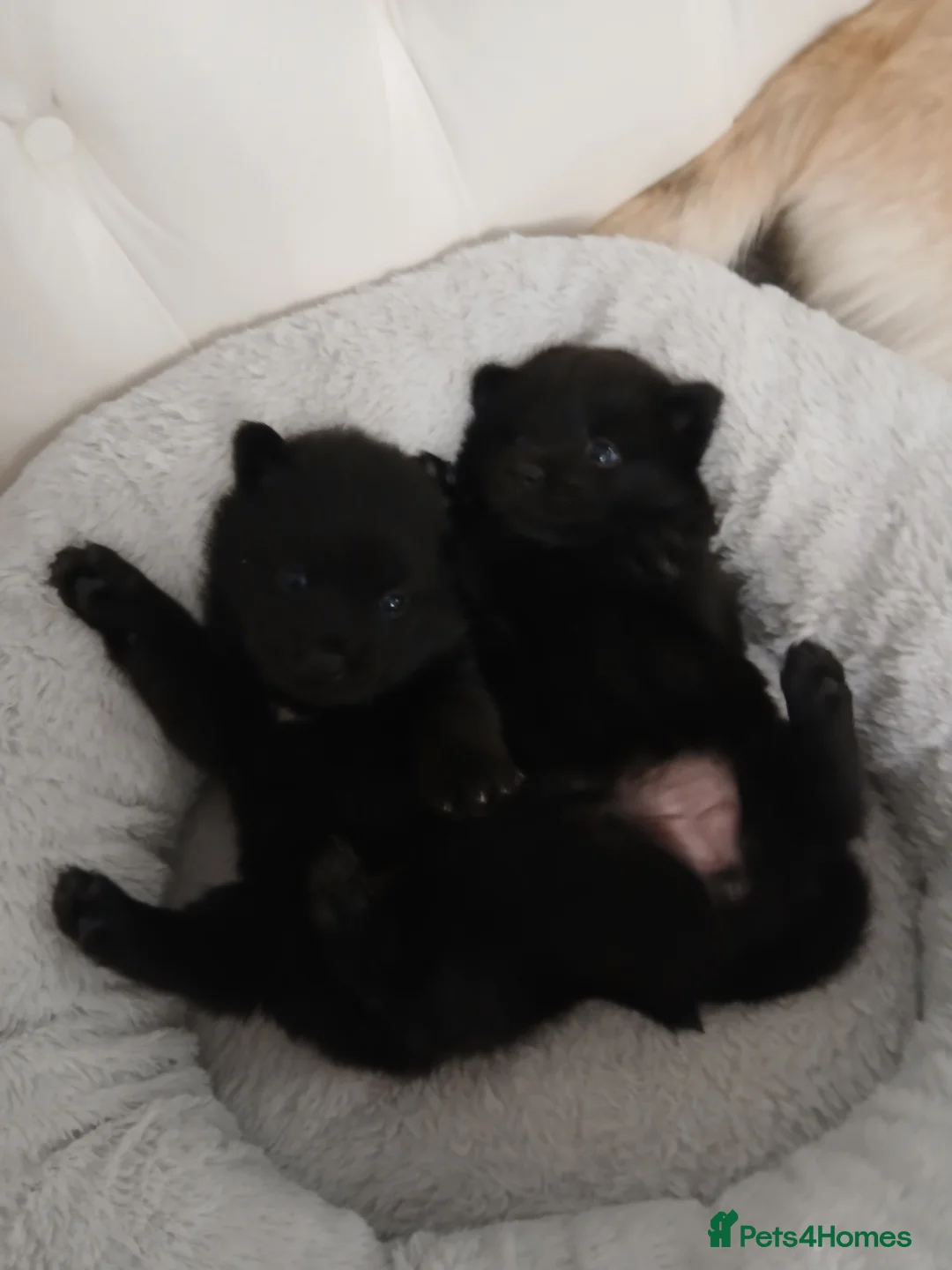 Mixed Breed dogs for sale: 5 stunning hybrid chowskis pups - Advert 4