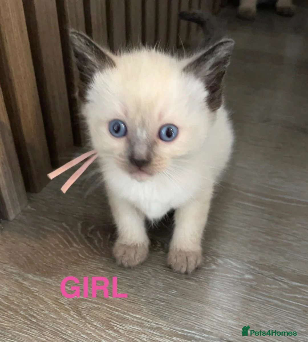 Ragdoll cats for sale: ✨ 6 Adorable Ragdoll Kittens – 3 Girls & 3 Boys! in Sunderland - Advert 7