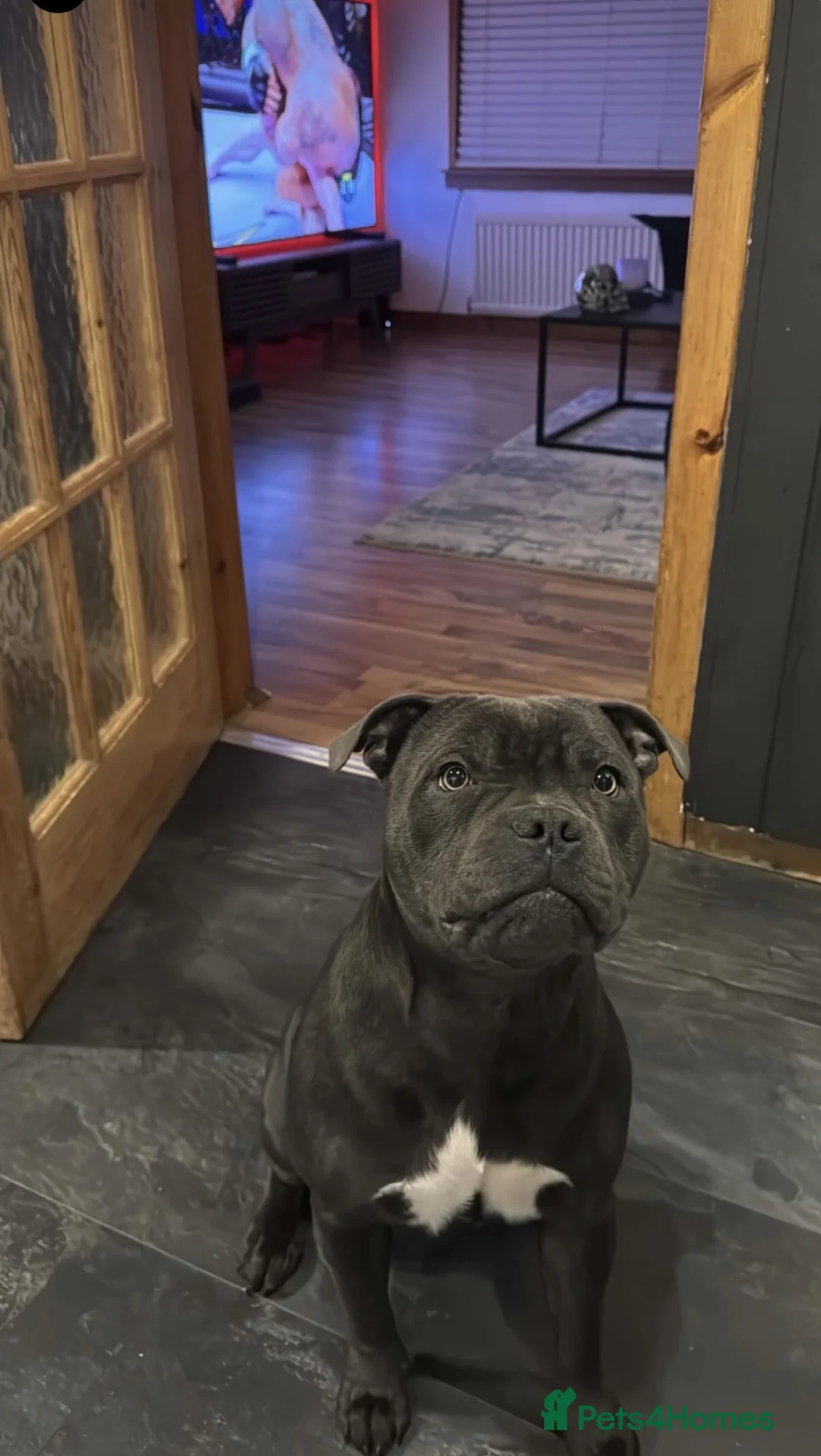 Staffordshire Bull Terrier dogs for stud: looking to stud in Dundee - Advert 6
