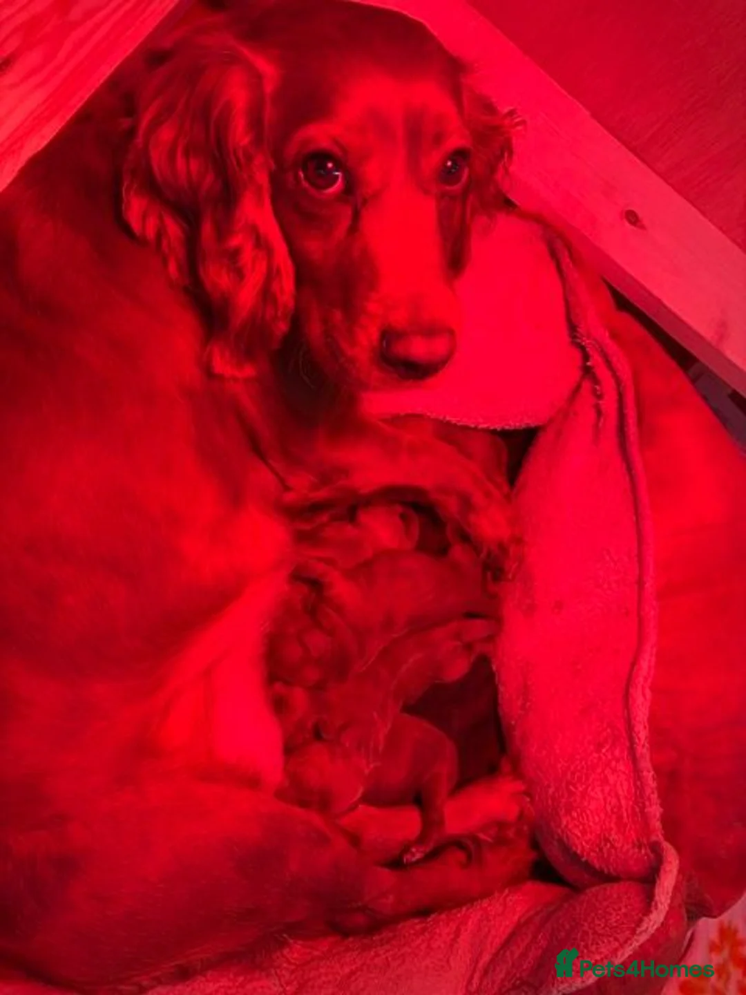 Cockapoo dogs for sale: Adorable Cockerpoos Pedigree Health Tested Parents in Prescot - Advert 2