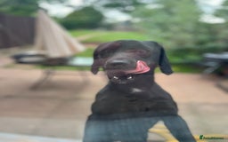 Cockerdor dogs for sale: Labrador x spaniel - Image 3
