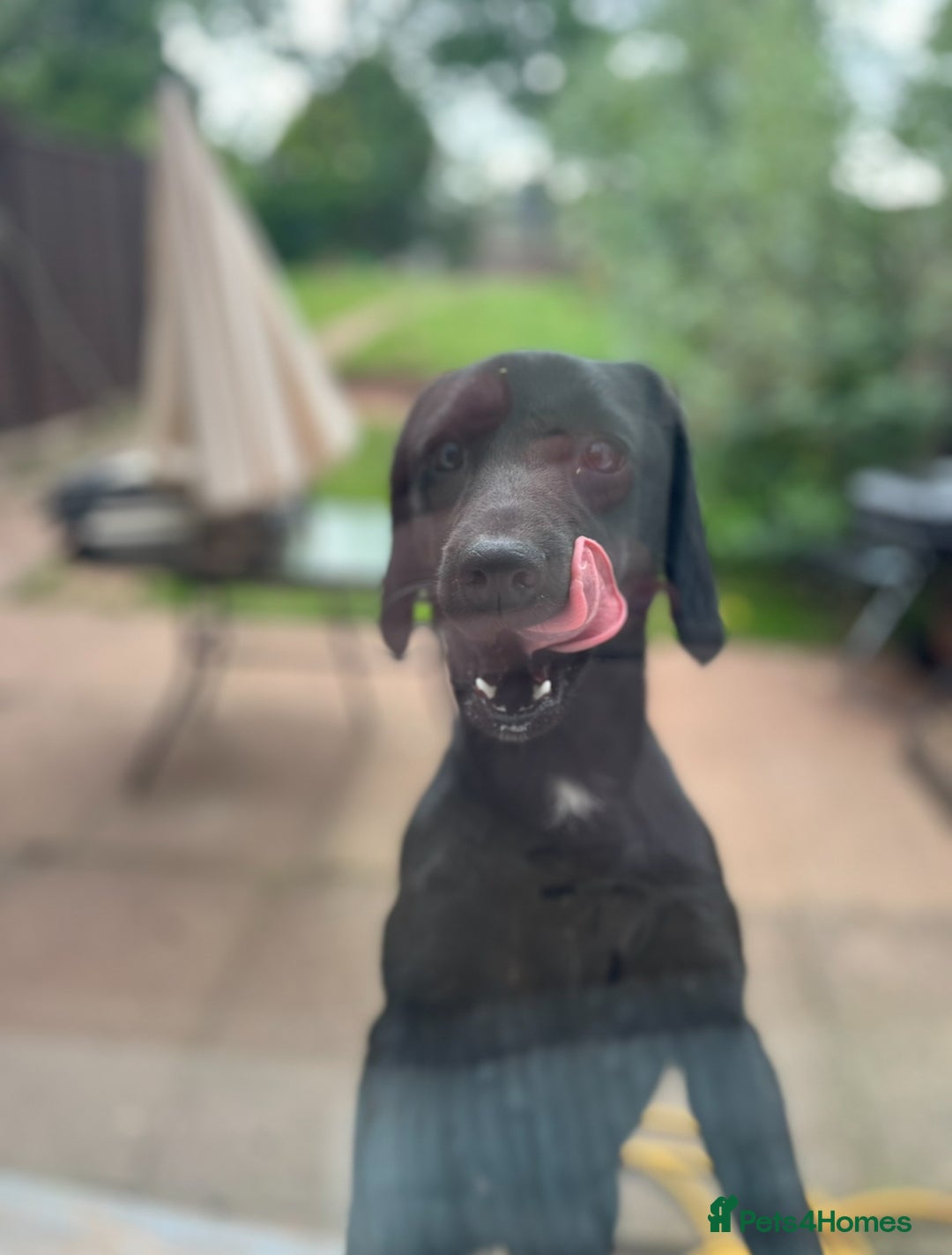 Cockerdor dogs for sale: Labrador x spaniel - Image 3