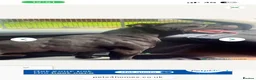 Staffordshire Bull Terrier dogs for sale: Litter of 7 kc registered staffys in Tamworth - Advert 3