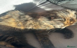 Mixed Breed cats for sale: Long haired female tortishell  - Image 7