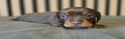 Miniature Dachshund dogs for sale: Pedigree miniature Dachshund baby girls - Advert 16