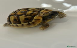 Tortoise reptiles for sale: Hermann Tortoise for sale  - Image 2