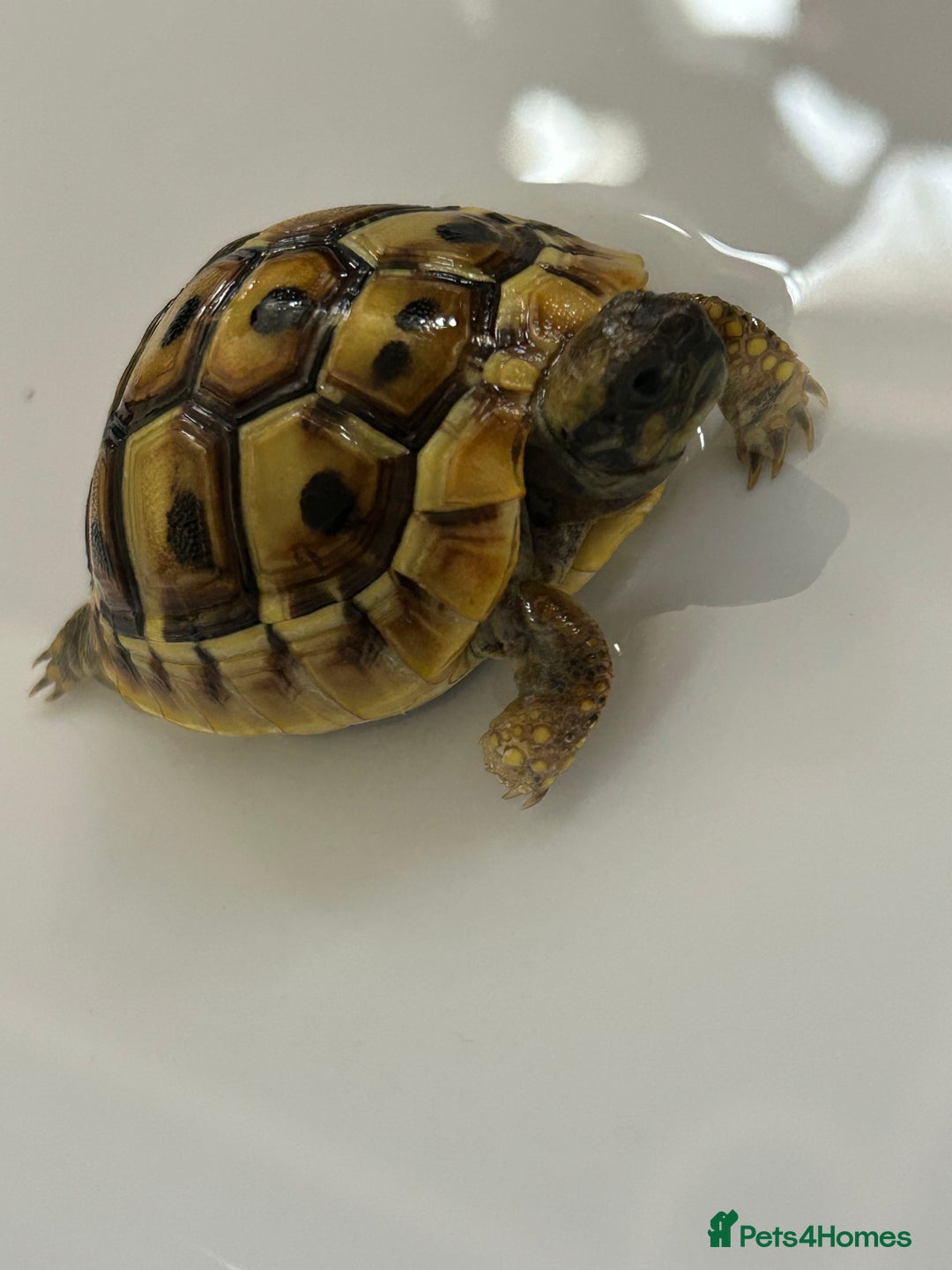Tortoise reptiles for sale: Hermann Tortoise for sale  - Image 2