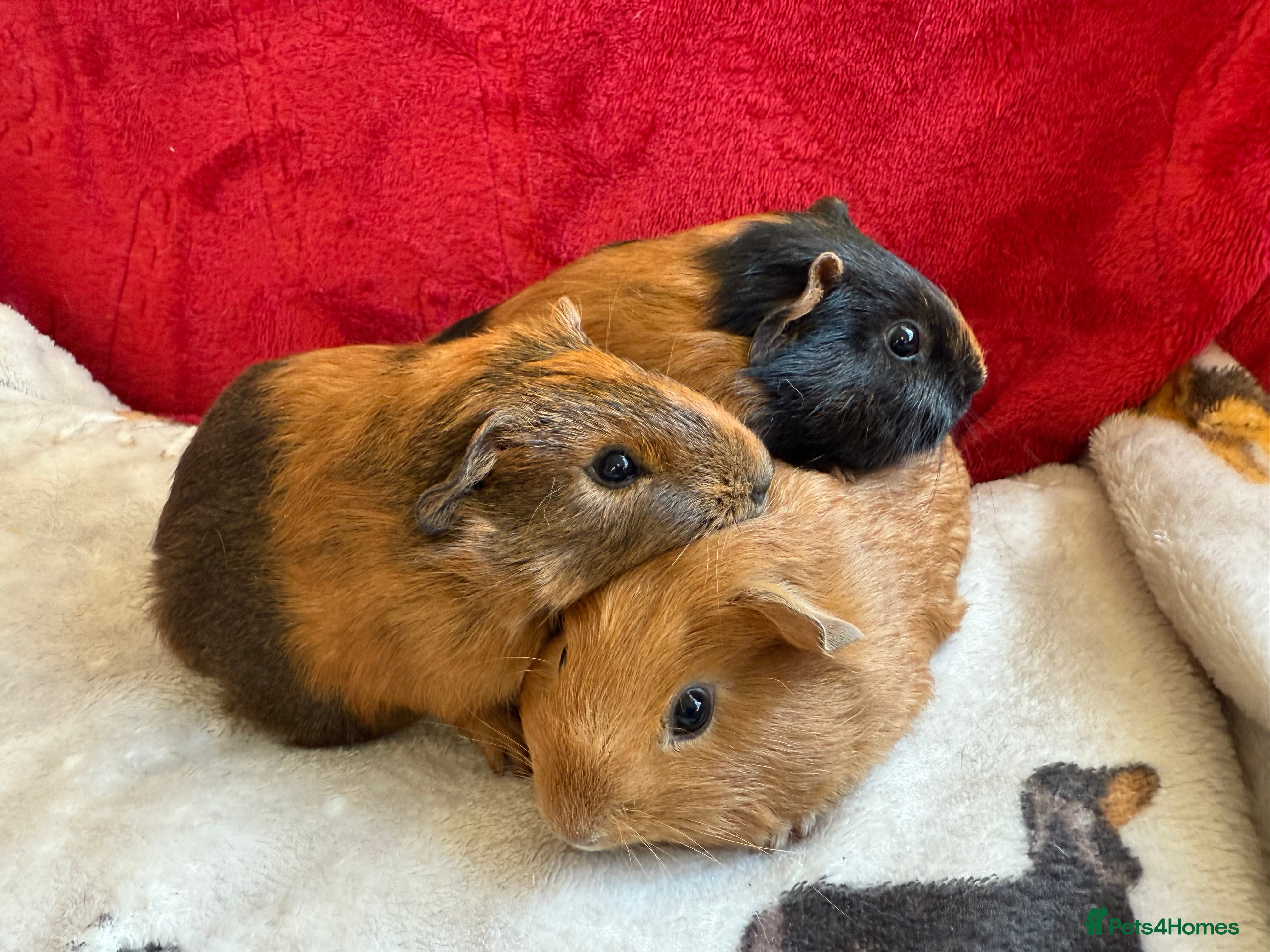 Guinea Pig rodents Adorable Healthy Baby Guinea Pigs - Ready Now  - Advert 9