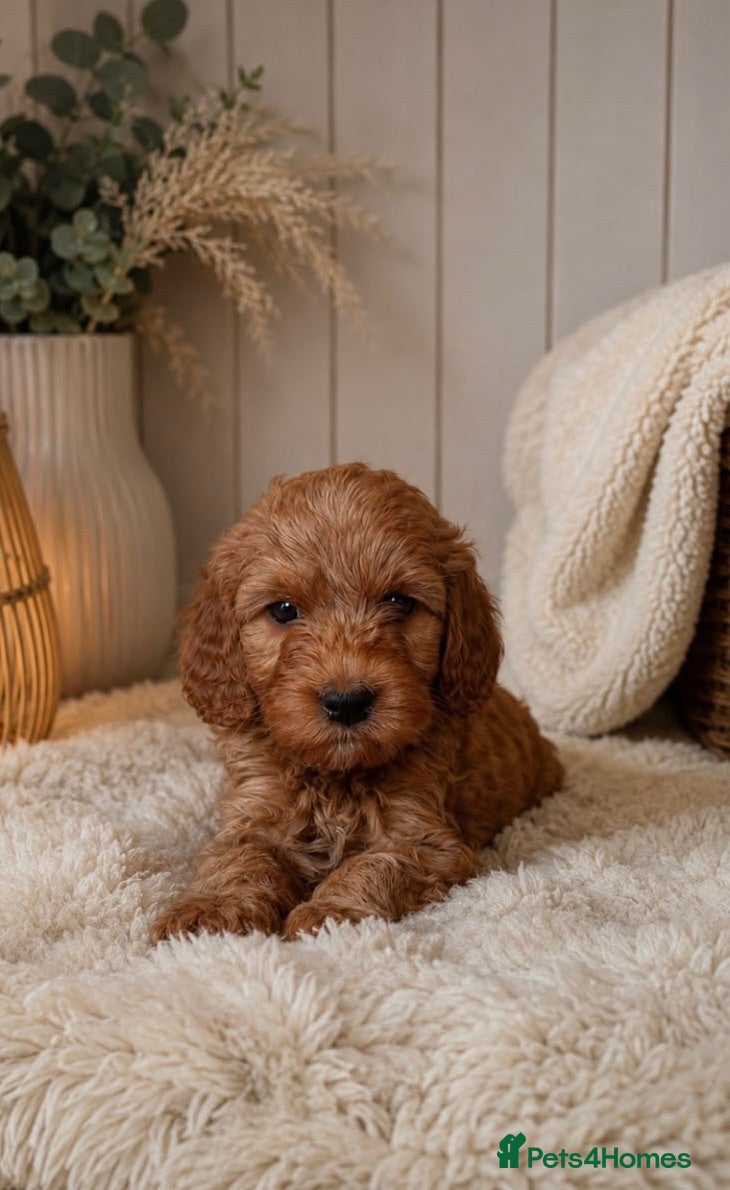 Labradoodle dogs 1 Girl Remaining Aussie/Irish Labradoodles  - Advert 1