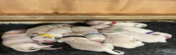 Golden Retriever dogs for sale: Kc Cream Golden retriever puppies All reserved now - Advert 4