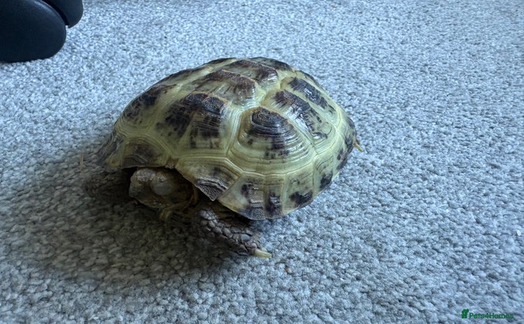 Tortoise reptiles - Advert 13