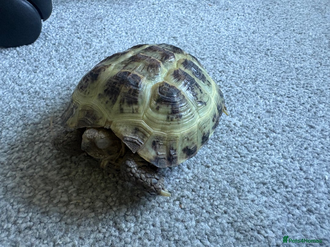 Tortoise reptiles for sale: Horsefield tortoise  - Image 1