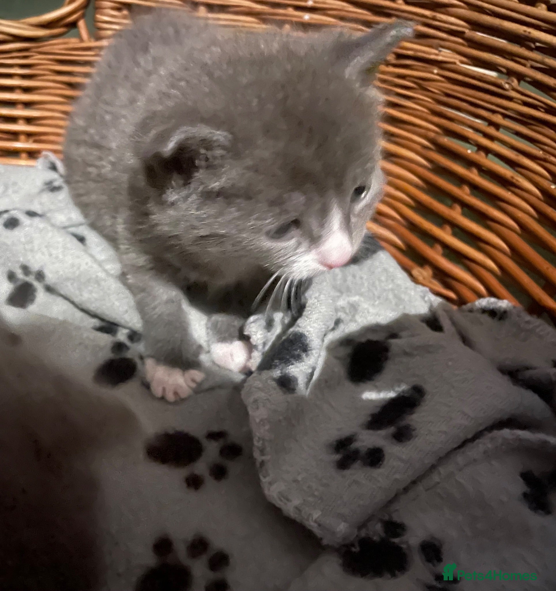 Russian Blue cats Beautiful Russian blue British shorthair cross  - Advert 1
