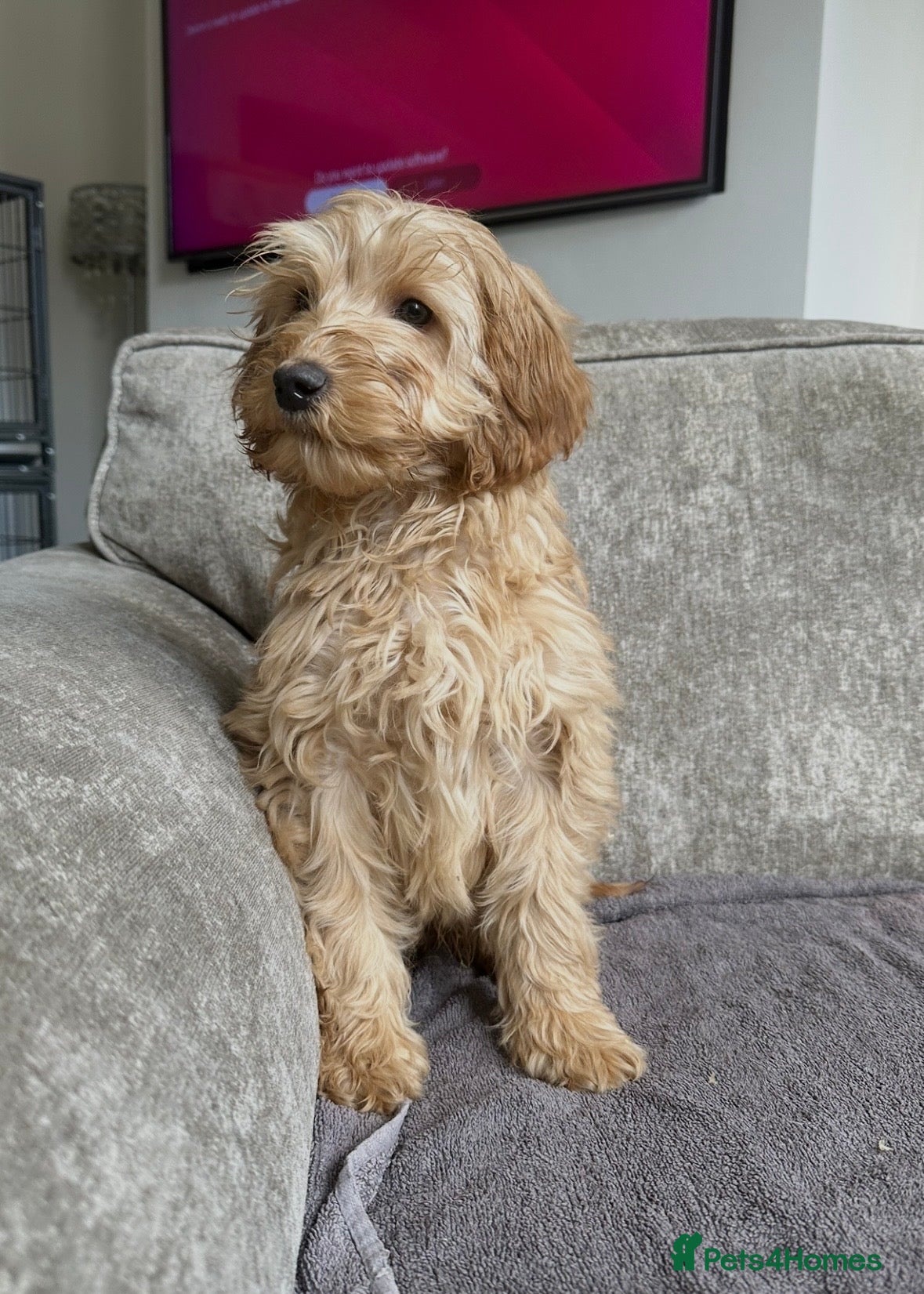 Sproodle dogs Beautiful cockapoos looking for forever homes - Advert 6