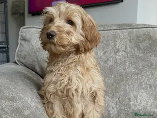 Sproodle dogs Beautiful cockapoos looking for forever homes - Advert 6