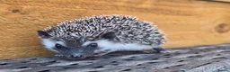 Pygmy Hedgehog rodents for sale: Female and male african pigmy hedgehogs - Advert 6