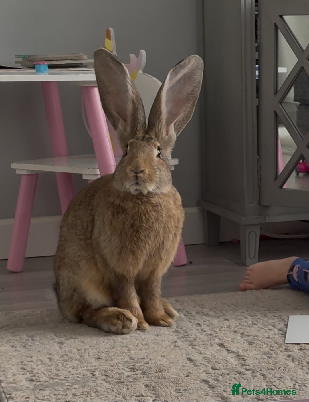 Mixed Breed rabbits for sale: Continental giant X  - Advert 2