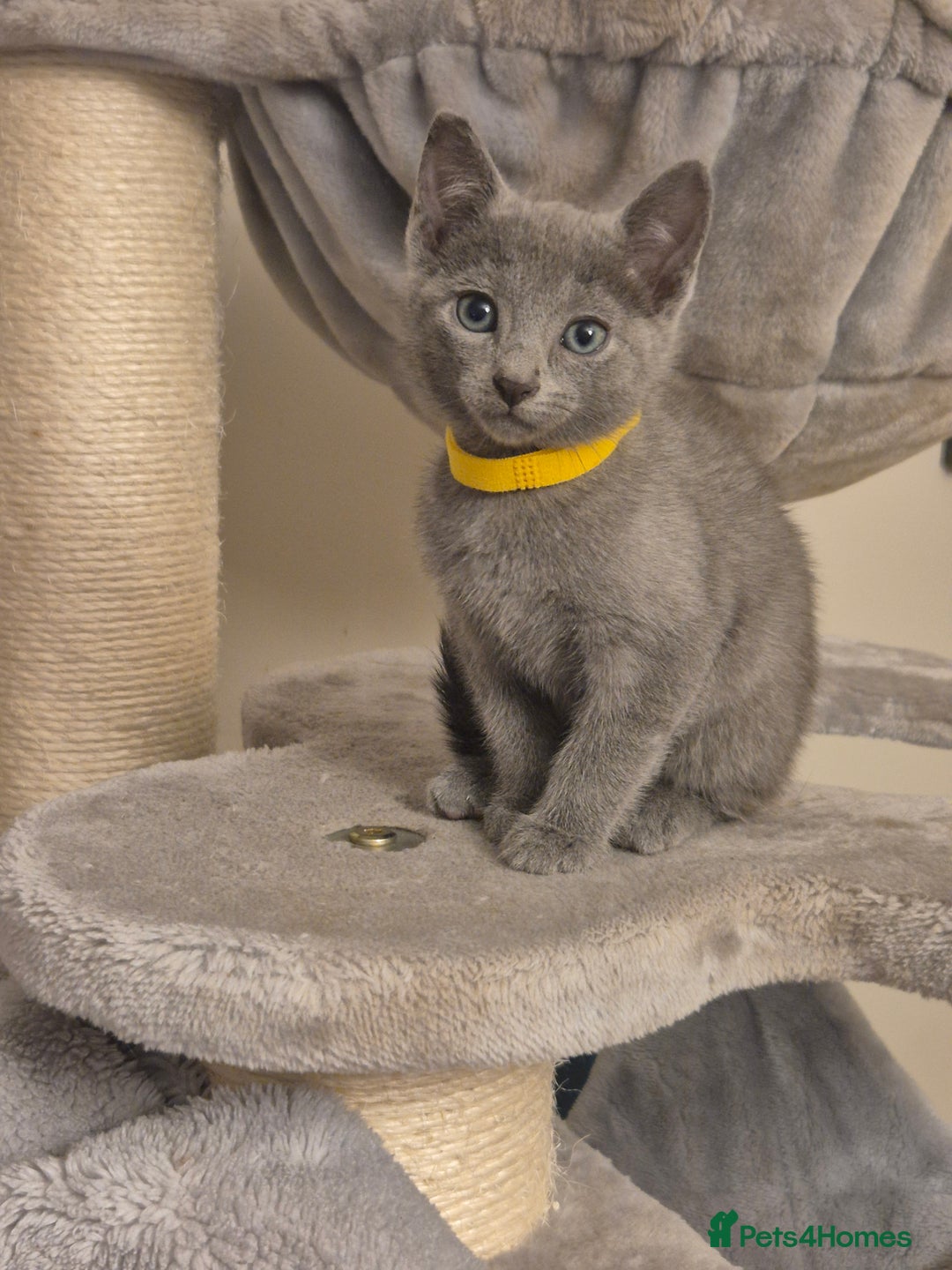 Russian Blue cats for sale: Amazing Russian Blue kittens 💙 - Advert 4