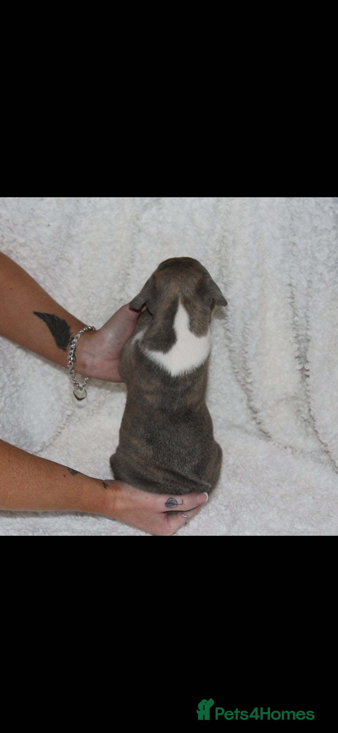 Staffordshire Bull Terrier dogs for sale: Staffy Puppies. Exceptional Temperament. - Advert 7