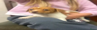 Jack Russell 2