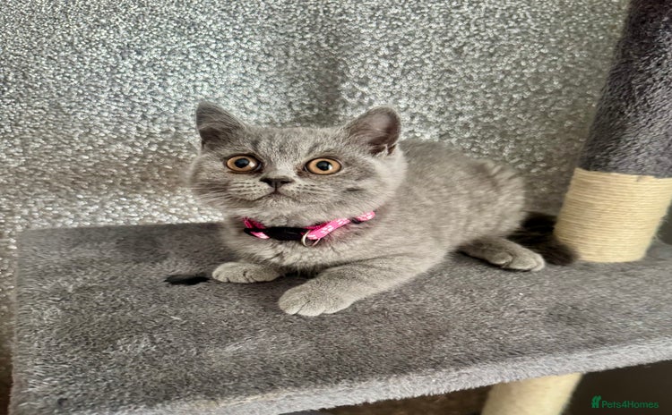 British Shorthair cats - Advert 1