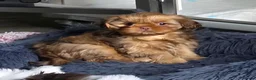 Shih Tzu dogs for stud: Stunning Lavender Dobie Shih Tzu - Advert 15