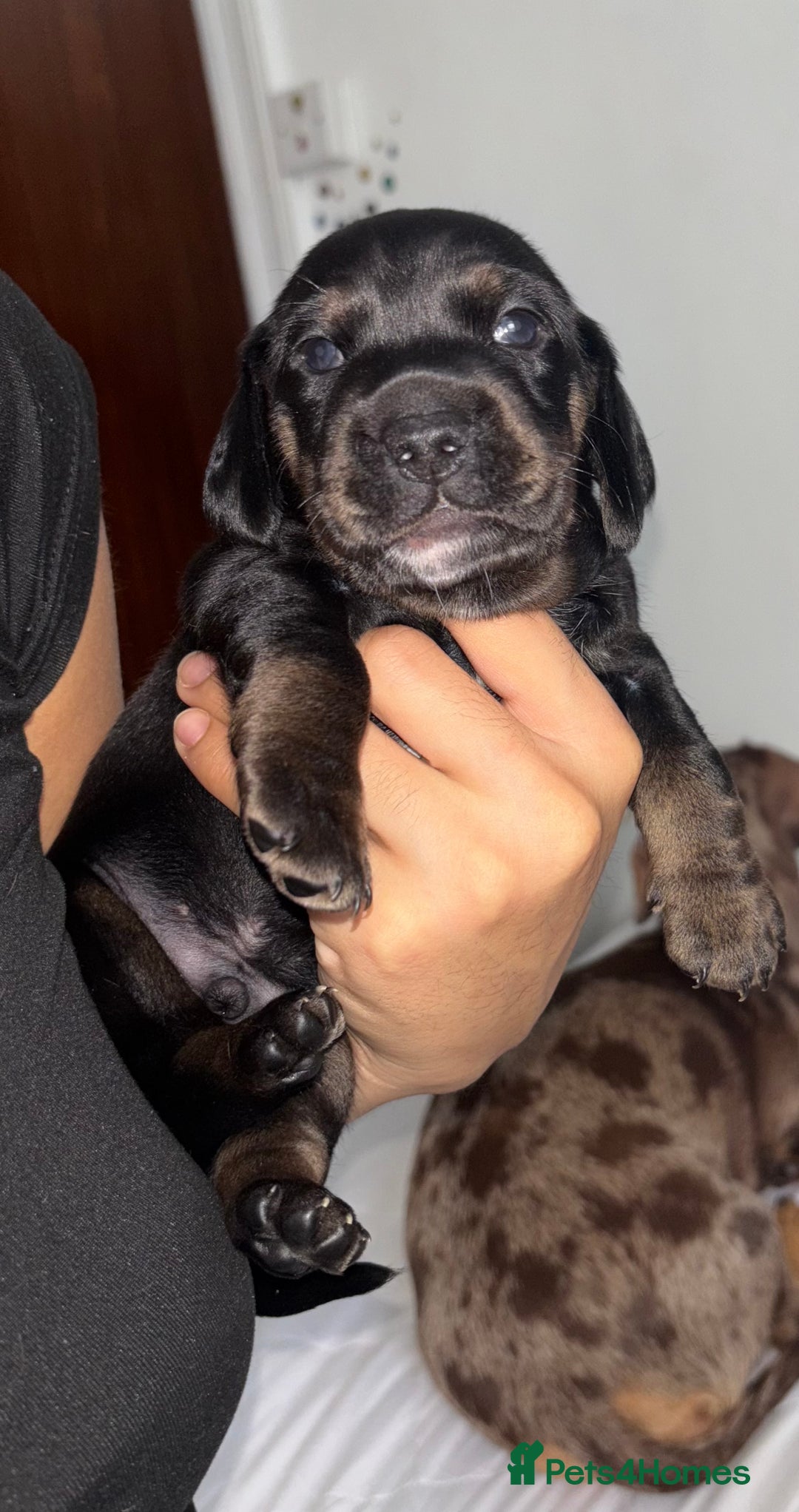 Mixed Breed dogs for sale: Miniature dachshunds puppies - Advert 16