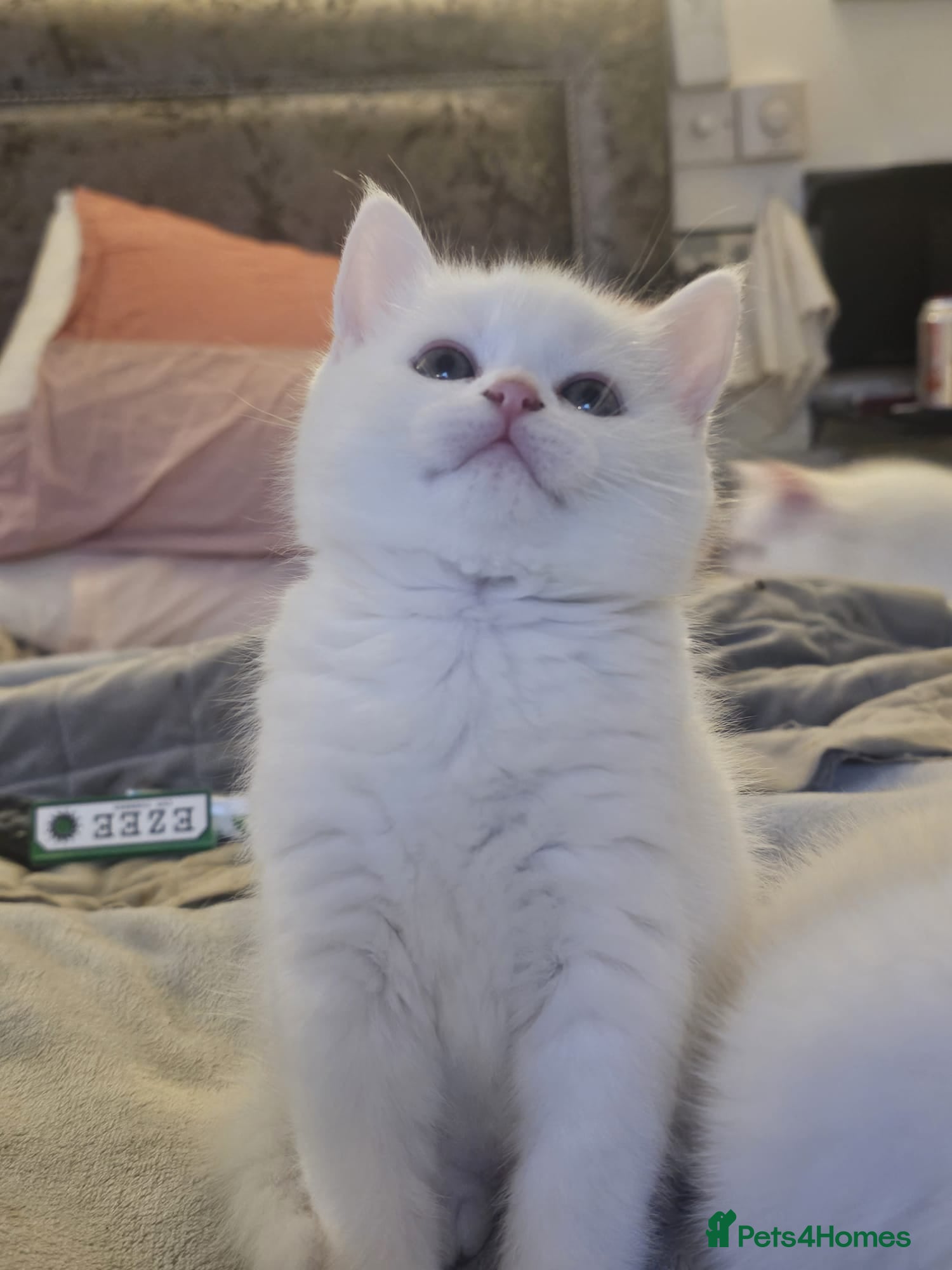 British Shorthair cats for sale: Bundles of fluff - Advert 1