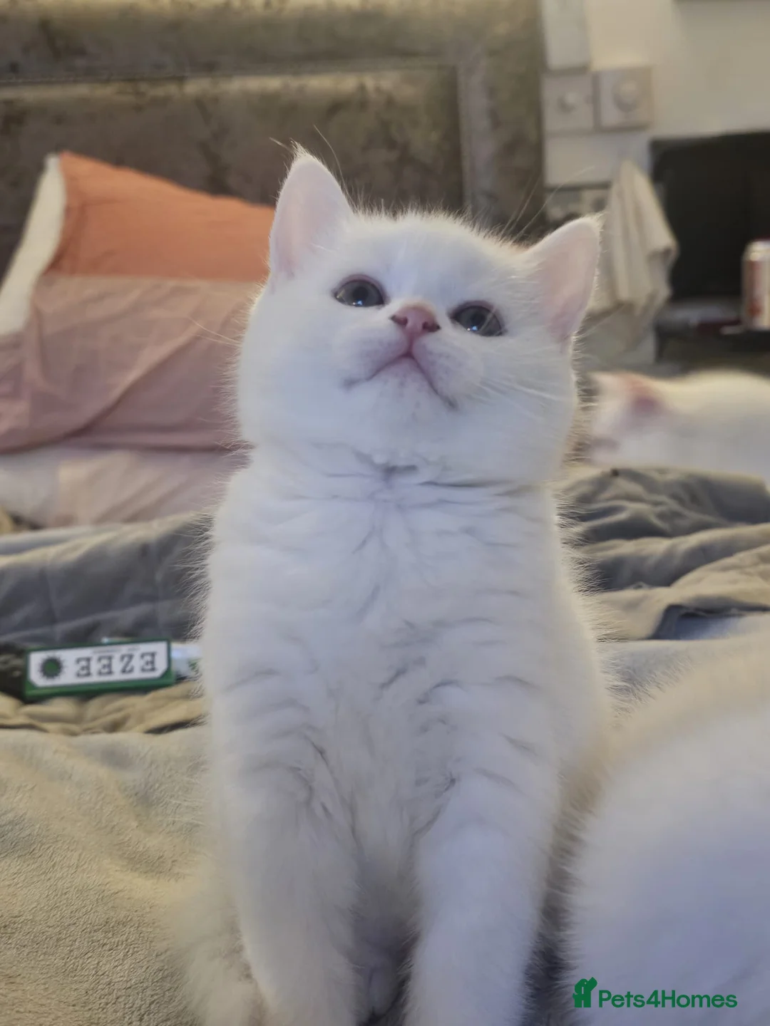British Shorthair cats for sale: Bundles of fluff - Advert 1