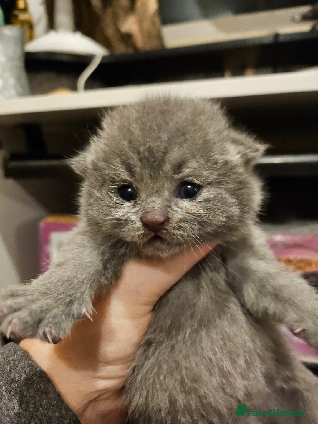 British Longhair cats for sale: BLH and BSH - Advert 17