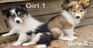 Mixed Breed dogs - Advert 11