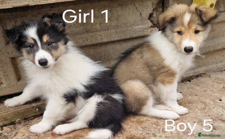 Mixed Breed dogs - Advert 15