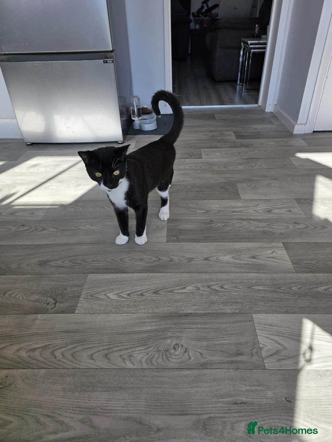 Domestic Shorthair cats for sale: Cola - playful & cuddly  - Advert 2