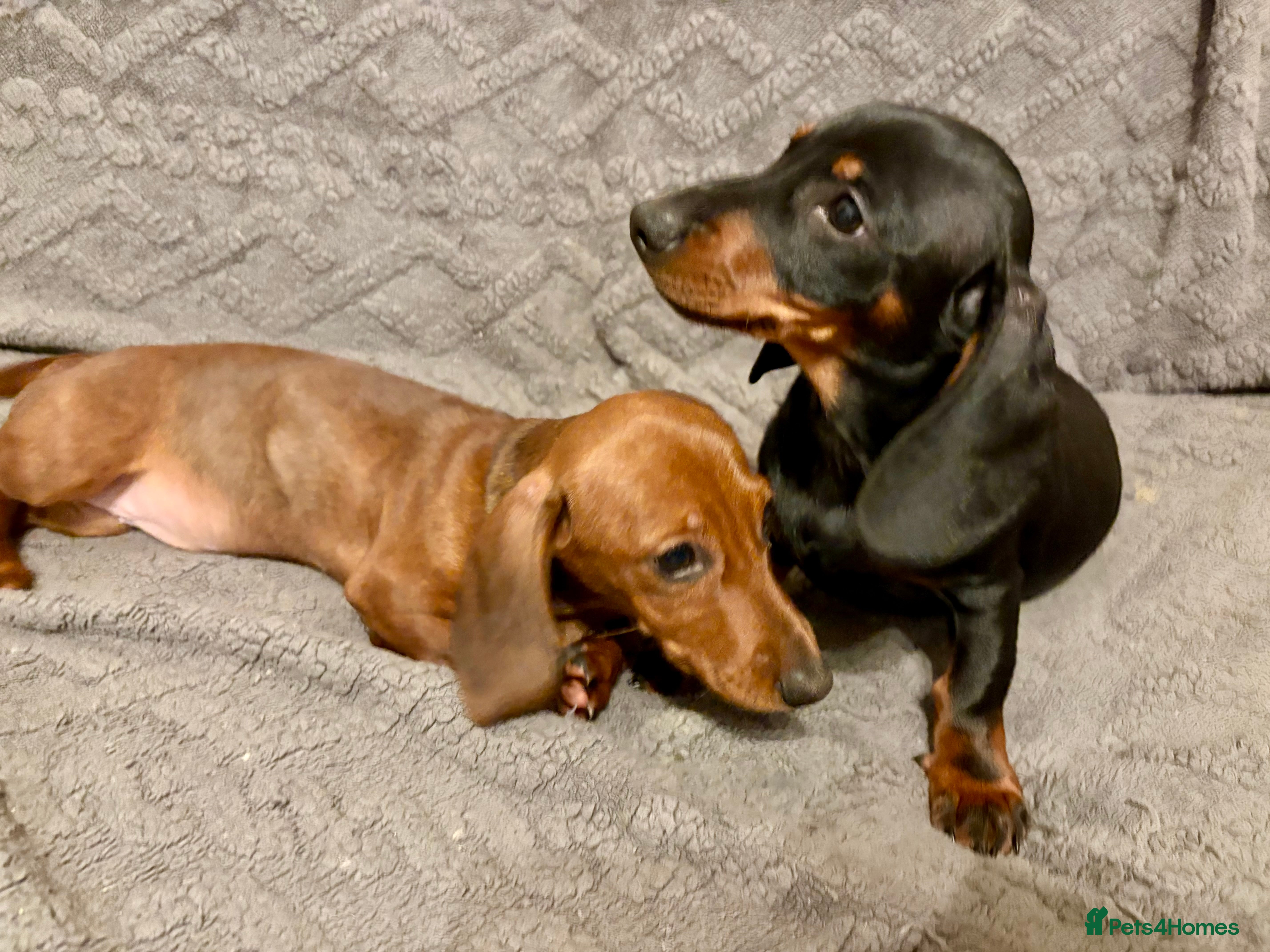 Dachshund dogs Miniature/standard dachshund puppies - Advert 4