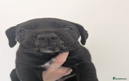 Cane Corso dogs for sale: Cane corso puppies  - Image 6