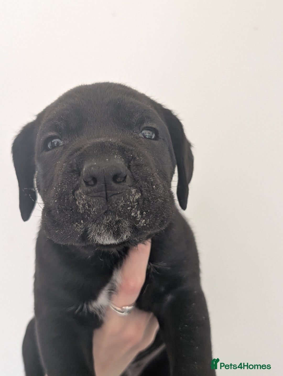 Cane Corso dogs for sale: Cane corso puppies  - Image 6